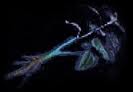 Blueherb