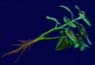G herb.jpg