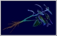 Blue Herb.jpg