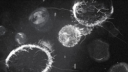 Virus Fusion 1.png