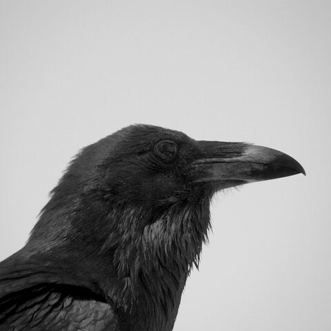 Arquivo:Profil.jpg