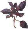 97px-Purple herb 1.jpeg