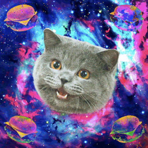 Archivo:Gatogif.gif