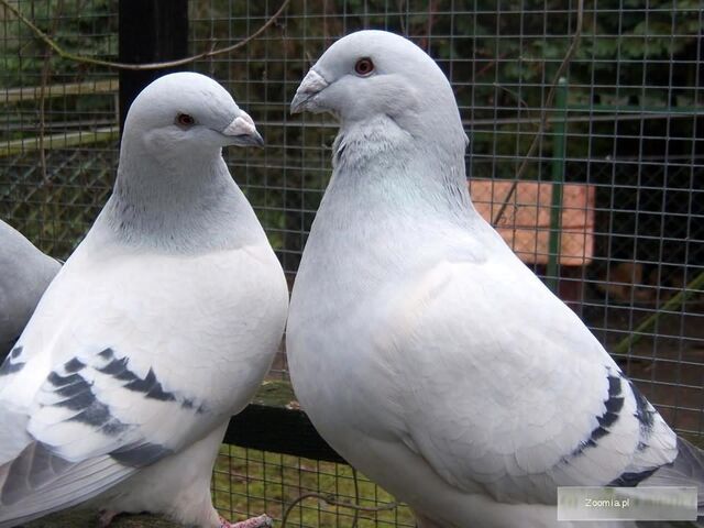 Plik:White.jpg