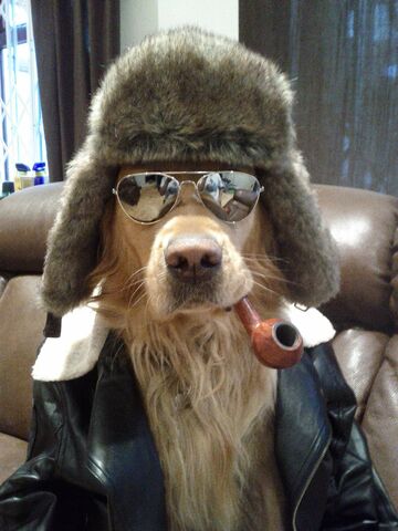 File:NITRODOG.jpeg