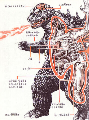 File:Kaiju04-anatomy.jpg