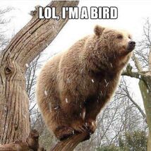 Bears1