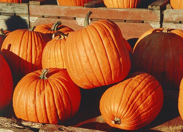 Datei:Pumpkins.jpg