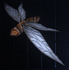 Moth