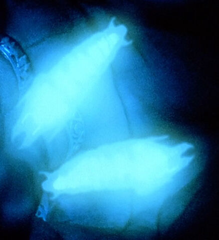 File:Glow-worm.jpg