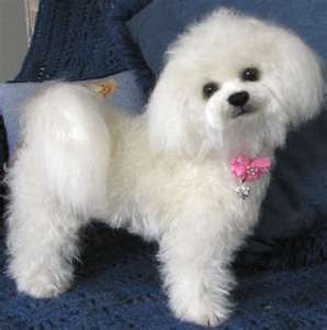 File:Bichon frise.jpg