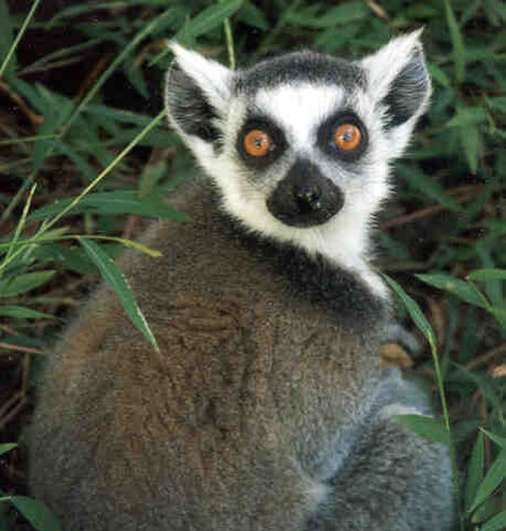 File:Lemur3.jpg