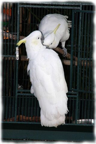 File:Cocky06.jpg