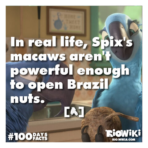 File:Rio-Wiki-100Days100Facts-038.jpg