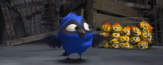 File:Unnamed bird1.jpg