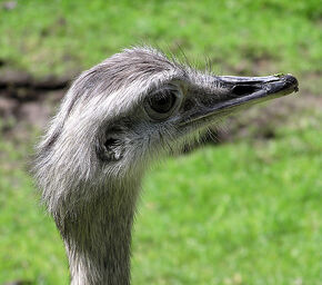 Greater Rhea