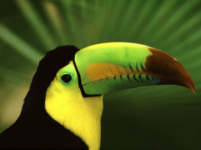 File:1212745333 1024x768 keel-billed-toucan.jpg