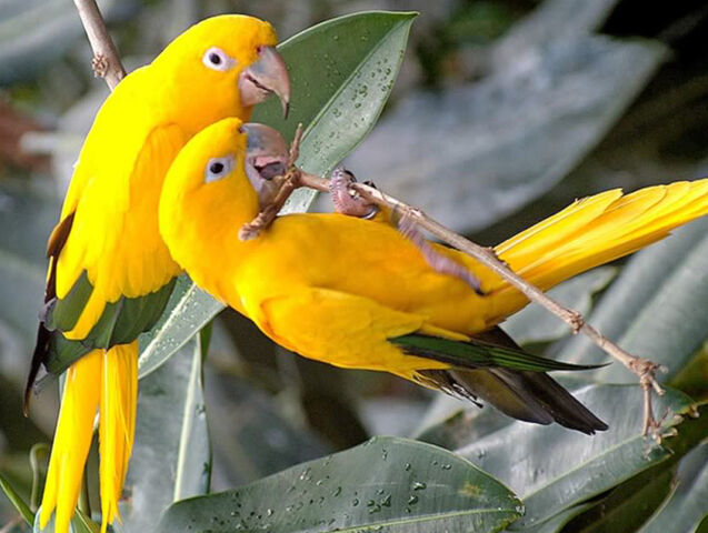 File:Conure.jpg