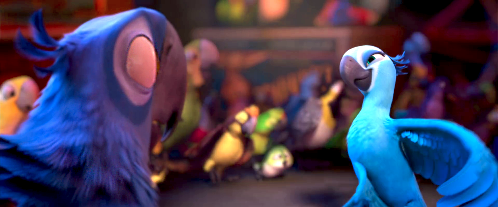 image-rio-movie-wallpaper-blu-staring-at-jewel-png-rio-wiki