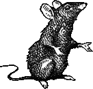 Rat
