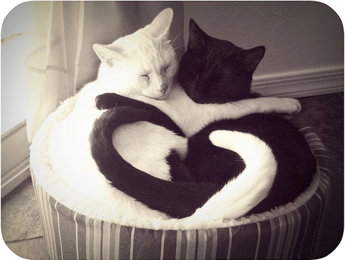 File:Cats!!!.jpg