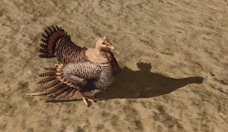 R2 Cr Turkey