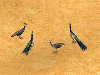 Peacocks