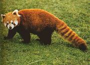 Red-Panda3