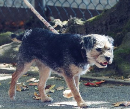 What Kind Of Dog In Wonder Movie What Kind Of Dog In Wonder Movie
