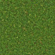 Grass Texture