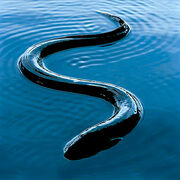 Eel