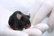 Mice hearing