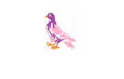 Pigeon pet