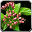 Rosemary