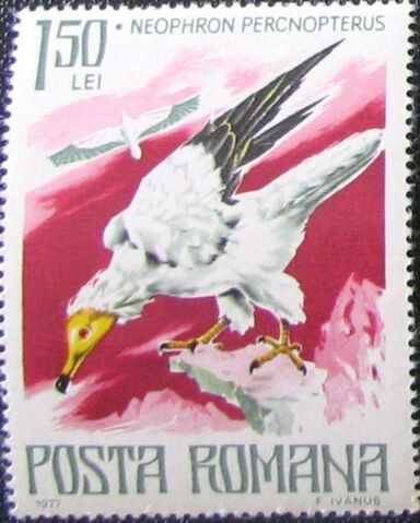 Fișier:Timbru Neophron percnopterus.jpg