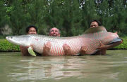 Giant-fish