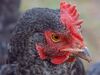 Hen.jpg