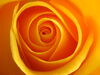 Yellow rose of friendship.jpg
