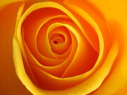 Yellow rose of friendship