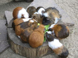 Porcuşori de guinea.jpg
