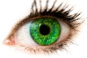 Syl's eyes