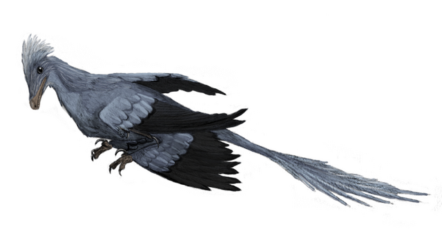File:Microraptor.png
