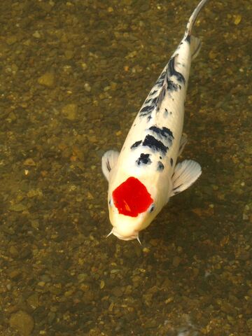 File:Hinomaru Koi-4219.jpg