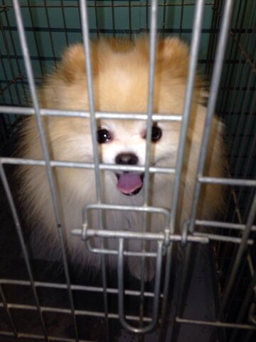 File:Peachesisgoingtoescape.jpg