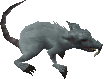 Giant Rat.gif