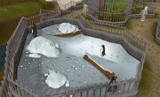 Pinguin.jpg