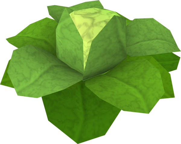 File:Cabbage detail.png