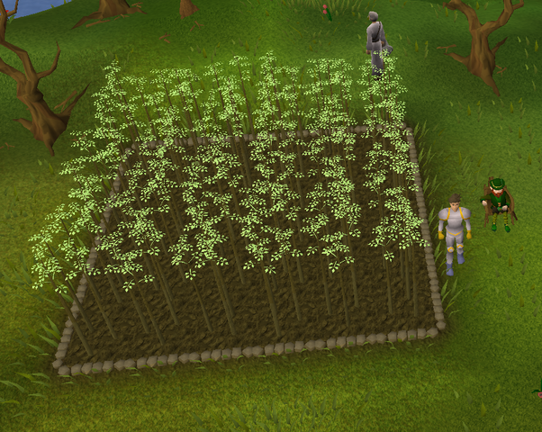 File:Jute6.png