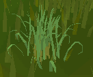 Fever grass (plant).png