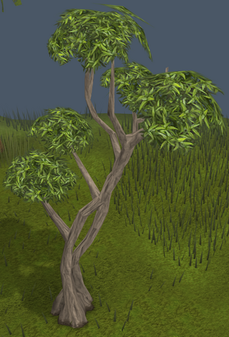 Plik:Eucalyptus Tree.png